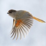 Bird flight requires intelligent designer