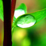New Believer’s Online Discipleship