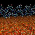 MIT scientists decode bone secrets