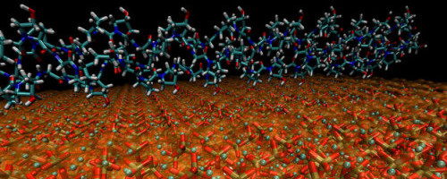 MIT scientists decode bone secrets
